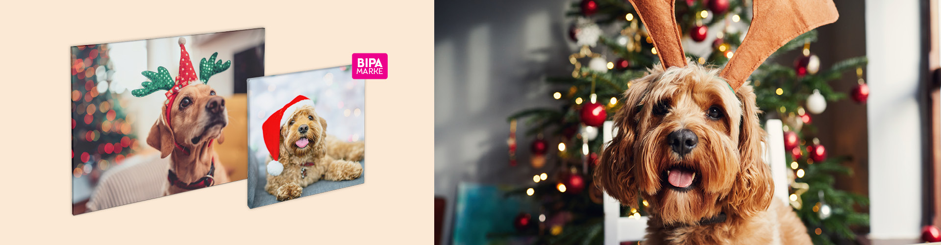 Hund mit Rentiergeweih vor dem Weihnachtsbaum, unten BIPA Fotoshop Wandbilder mit festlichen Haustierfotos als Geschenkidee.