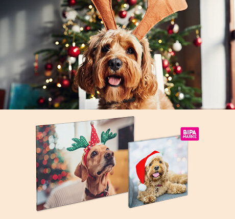 Hund mit Rentiergeweih vor dem Weihnachtsbaum, unten BIPA Fotoshop Wandbilder mit festlichen Haustierfotos als Geschenkidee.