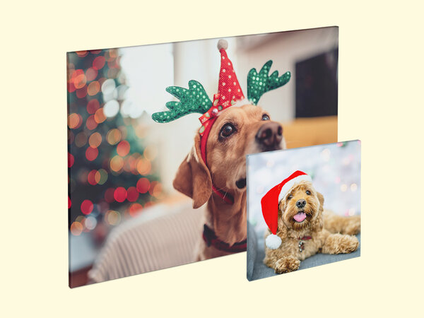 Zwei weihnachtlich dekorierte Hunde auf Wandbildern von BIPA Fotoshop – perfekte Fotogeschenke für Haustierliebhaber.